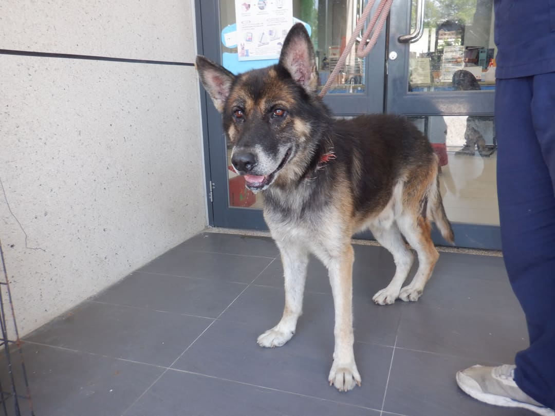 Photo of No. HAAAG1130822519, Adult · Male · Large · Mixed breed