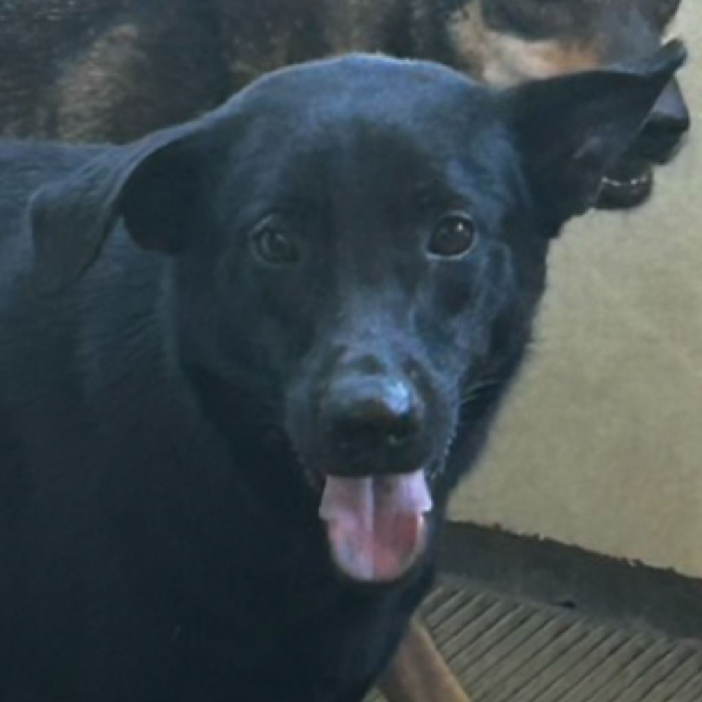 Photo of No. PAAAG1110128061, Adult · Male · Large · Mixed breed