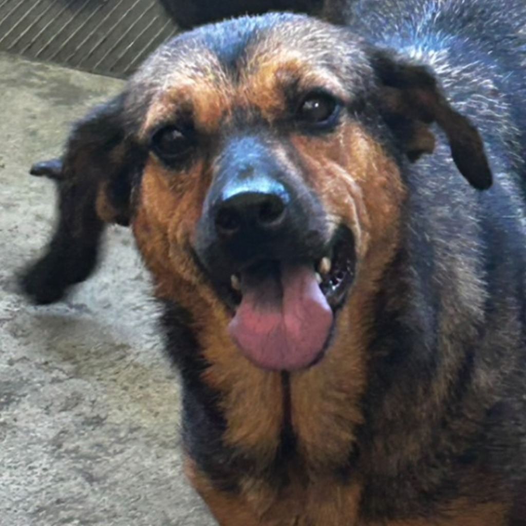 Photo of No. PAAAG1091127040, Adult · Female · Large · Mixed breed