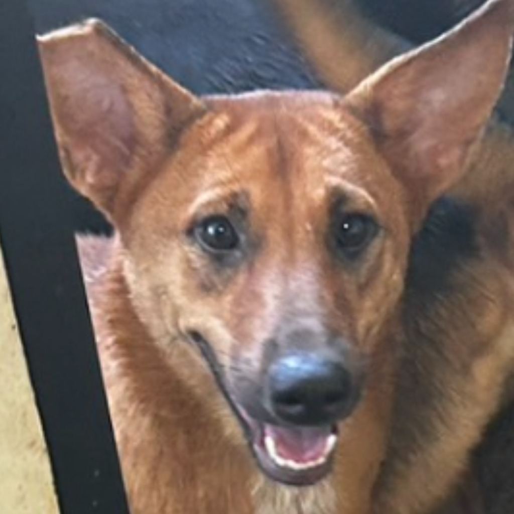 Photo of No. PAAAG1120217062, Adult · Female · Large · Mixed breed