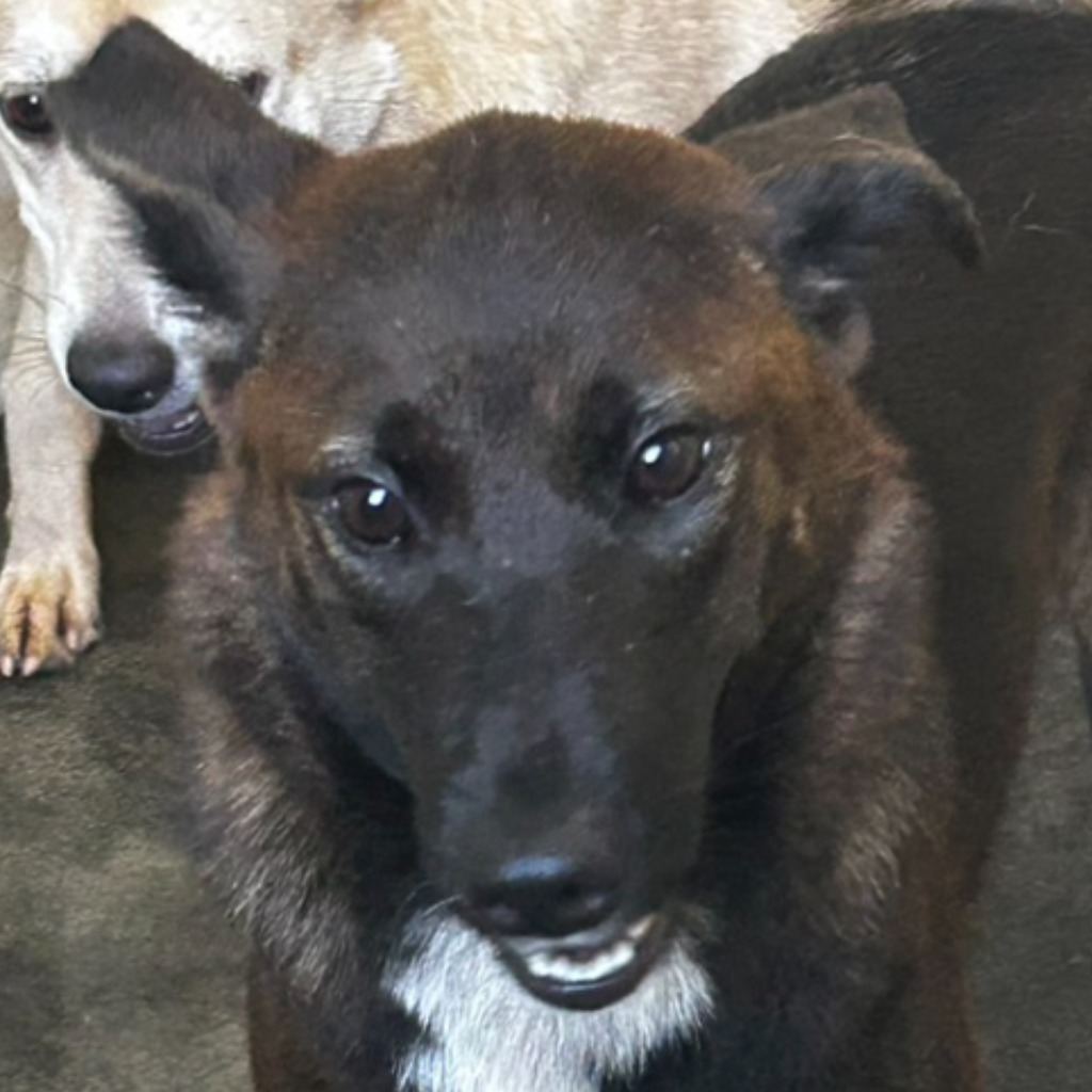 Brown-and-black adult female mixed-breed dog, Medium, shelter no. …7063