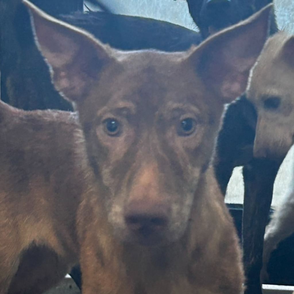 Photo of No. PAAAG1121117036, Adult · Male · Medium · Mixed breed
