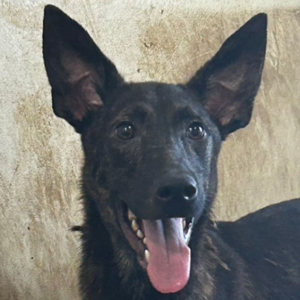 Photo of No. PAAAG1121219022, Adult · Male · Large · Mixed breed
