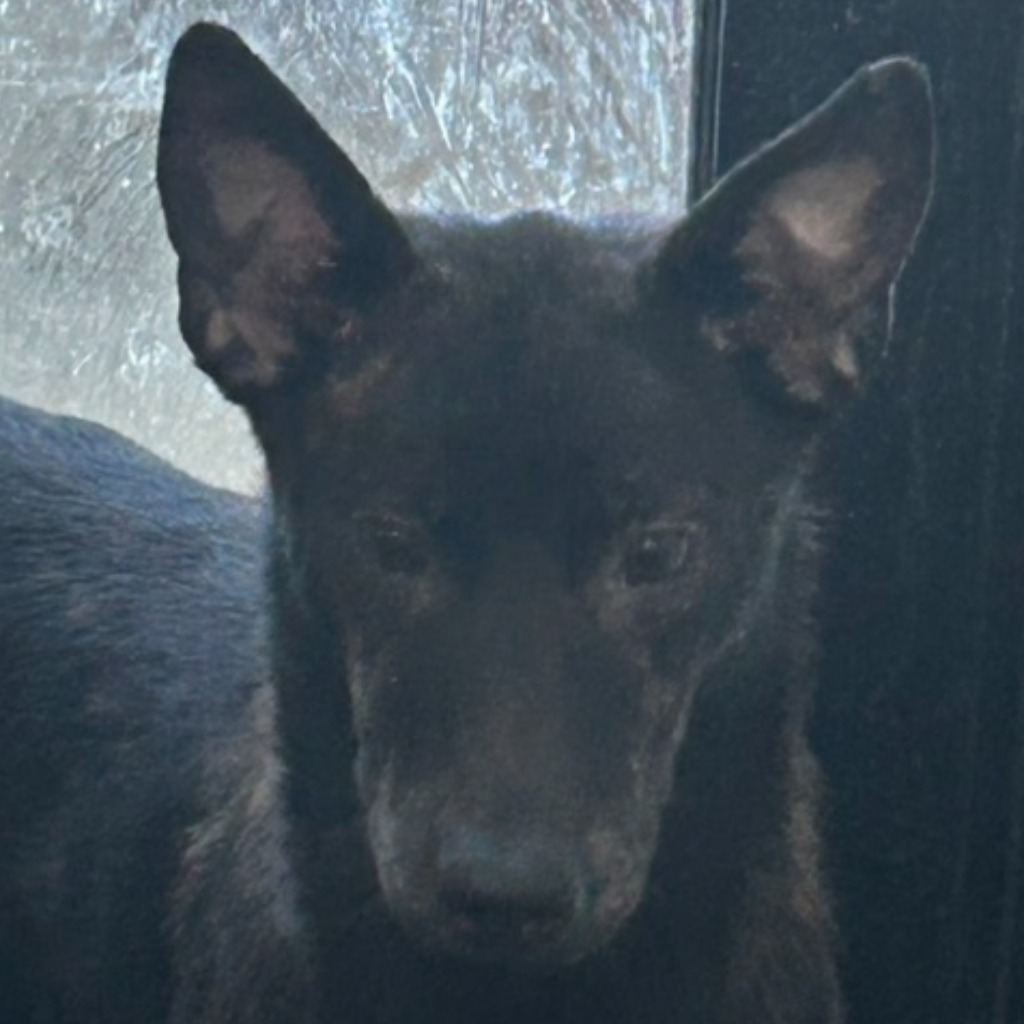 Photo of No. PAAAG1121117035, Adult · Male · Medium · Mixed breed