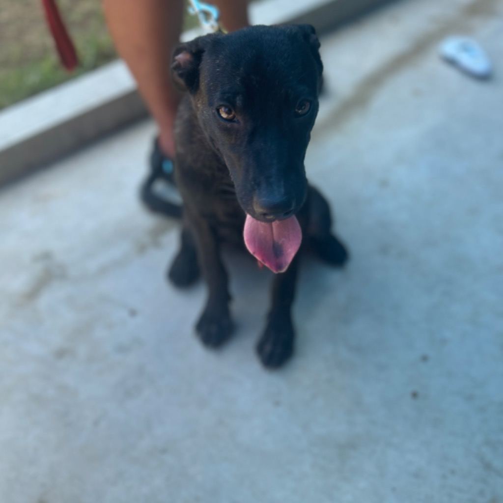 Photo of No. PAAAG1130326043, Adult · Male · Medium · Mixed breed