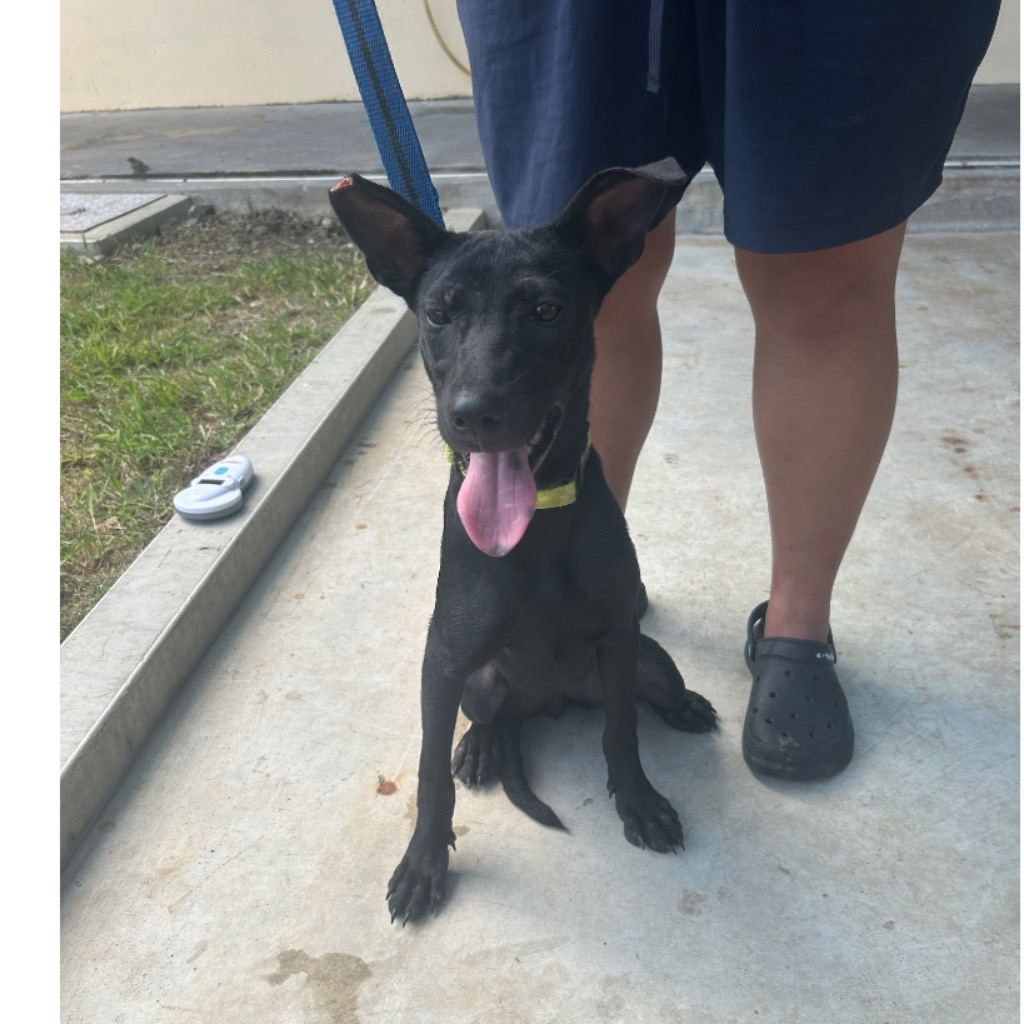 Black adult female mixed-breed dog, Medium, shelter no. …6042