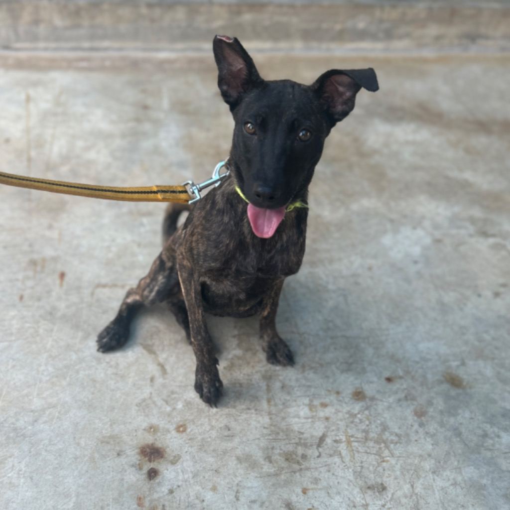 Photo of No. PAAAG1130326039, Adult · Female · Medium · Mixed breed