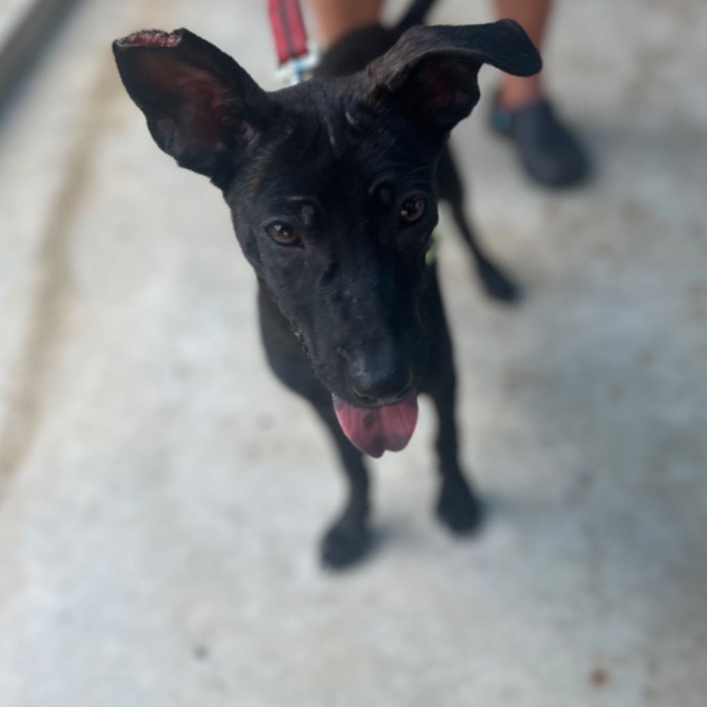 Photo of No. PAAAG1130326038, Adult · Female · Medium · Mixed breed