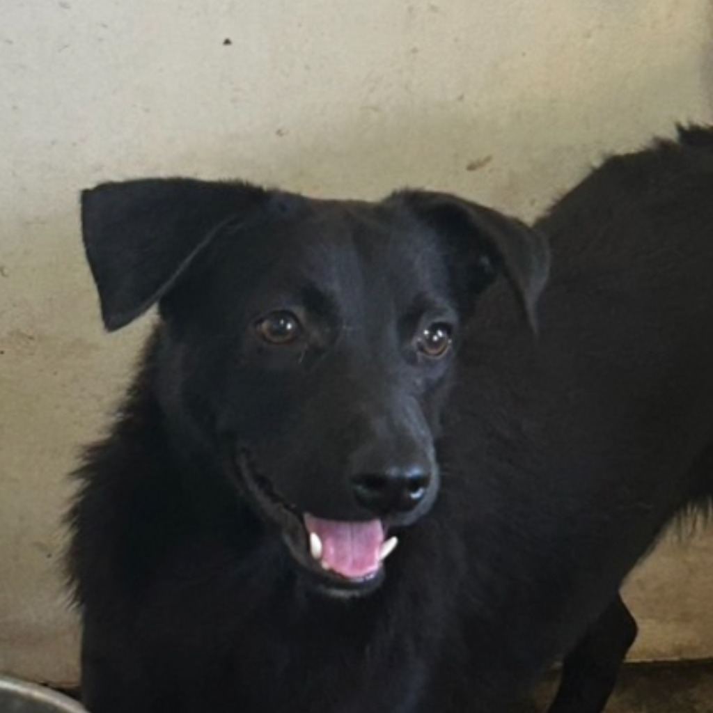 Photo of No. PAAAG1130305006, Adult · Male · Medium · Mixed breed