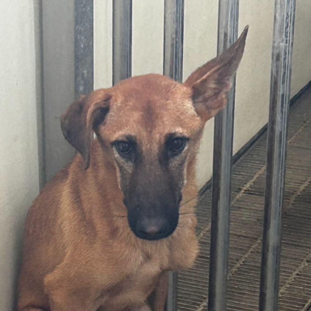 Photo of No. PAAAG1130311014, Young · Male · Medium · Mixed breed