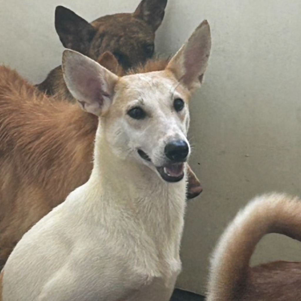 Photo of No. PAAAG1130104007, Young · Male · Medium · Mixed breed