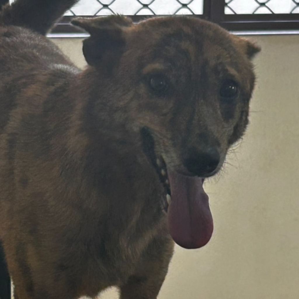 Photo of No. PAAAG1110325045, Adult · Female · Medium · Mixed breed