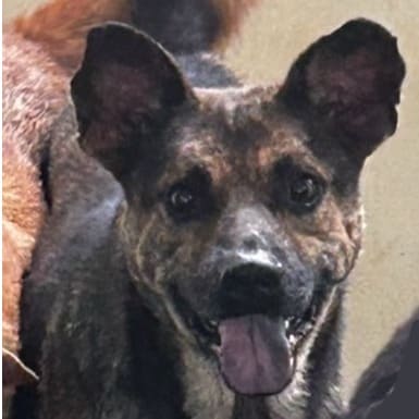 Photo of No. PAAAG1090616012, Adult · Male · Large · Mixed breed