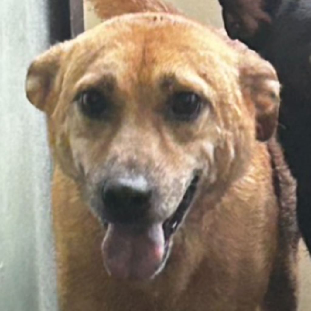 Photo of No. PAAAG1100330067, Adult · Male · Large · Mixed breed