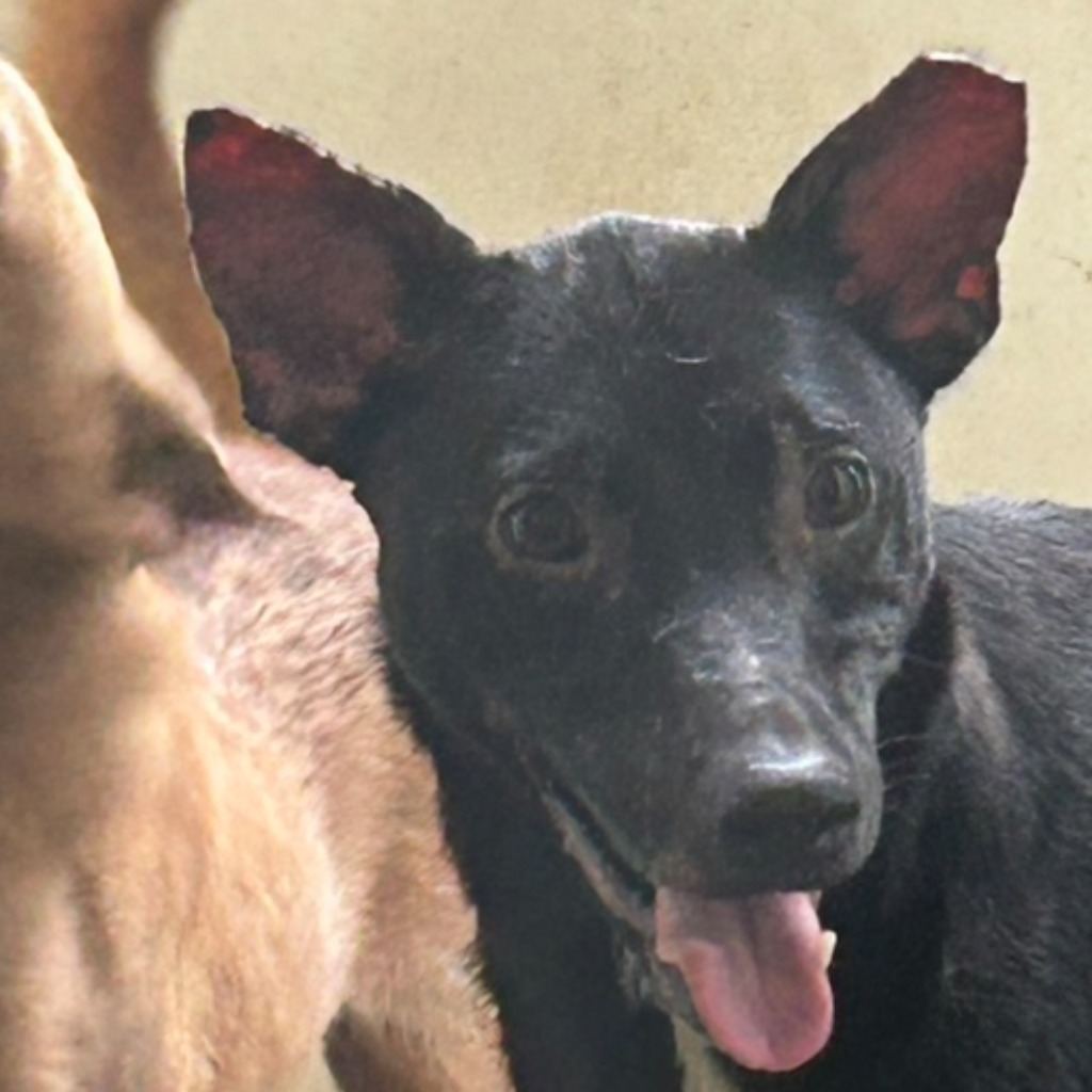 Photo of No. PAAAG1101008011, Adult · Male · Large · Mixed breed