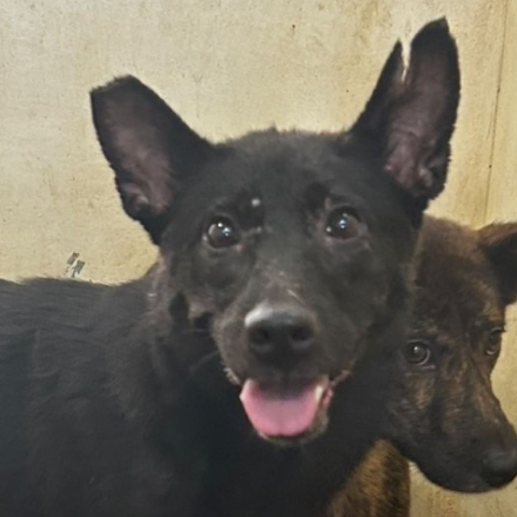 Black adult female mixed-breed dog, Large, shelter no. …8022