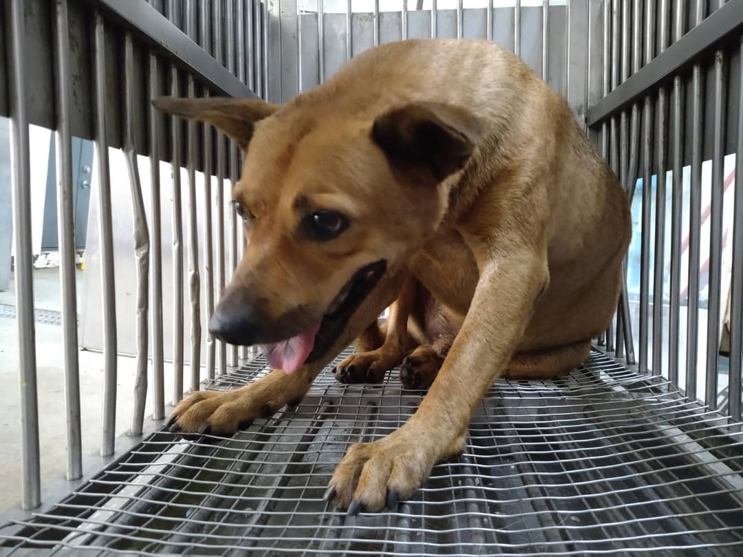 Photo of No. CAAAG1130827007, Adult · Male · Medium · Mixed breed