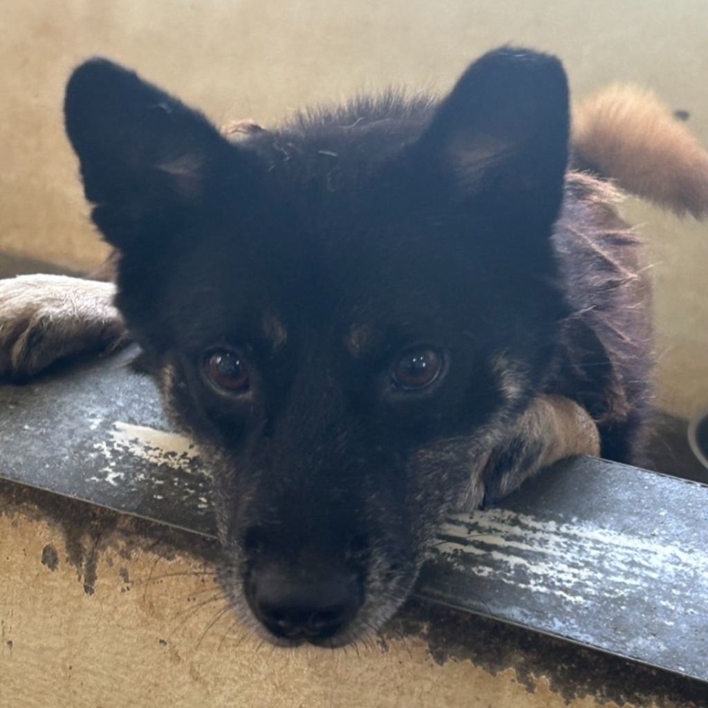 Photo of No. PAAAG1091218047, Adult · Male · Medium · Mixed breed