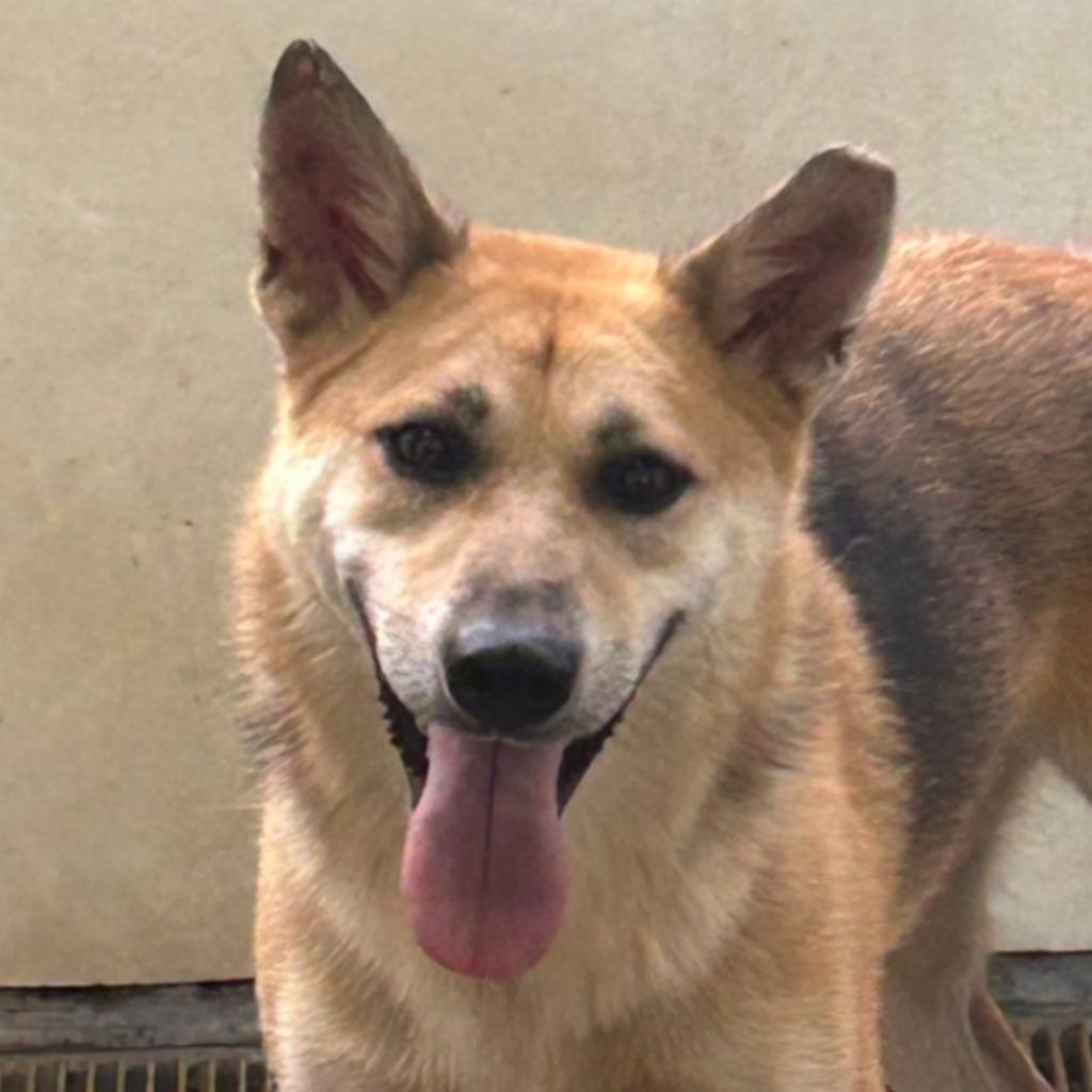 Photo of No. PAAAG1091112011, Adult · Male · Medium · Mixed breed