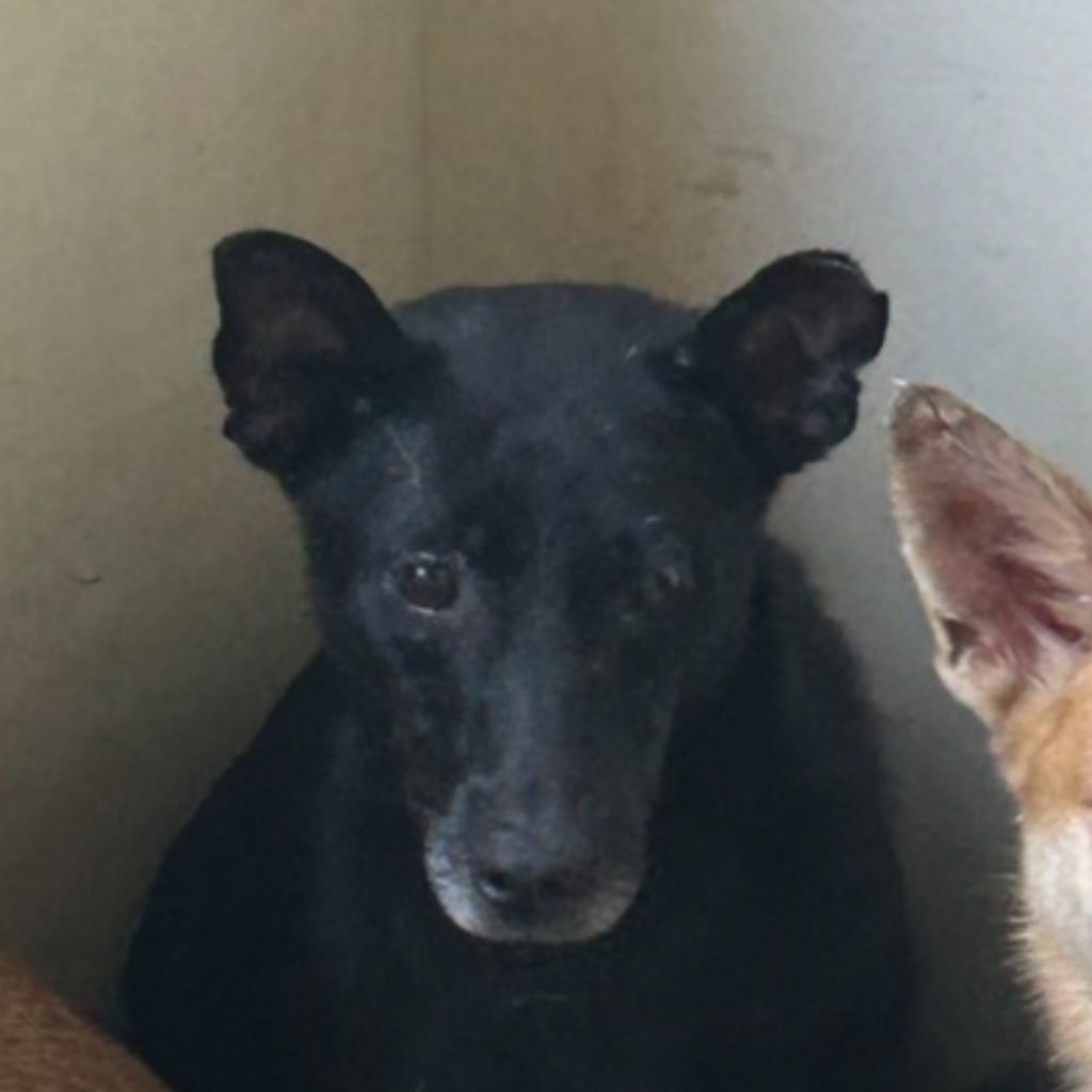 Photo of No. PAAAG1101022041, Adult · Male · Medium · Mixed breed