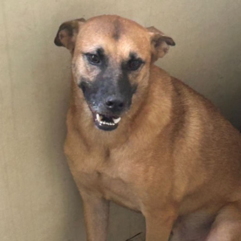 Photo of No. PAAAG1110307010, Adult · Male · Medium · Mixed breed