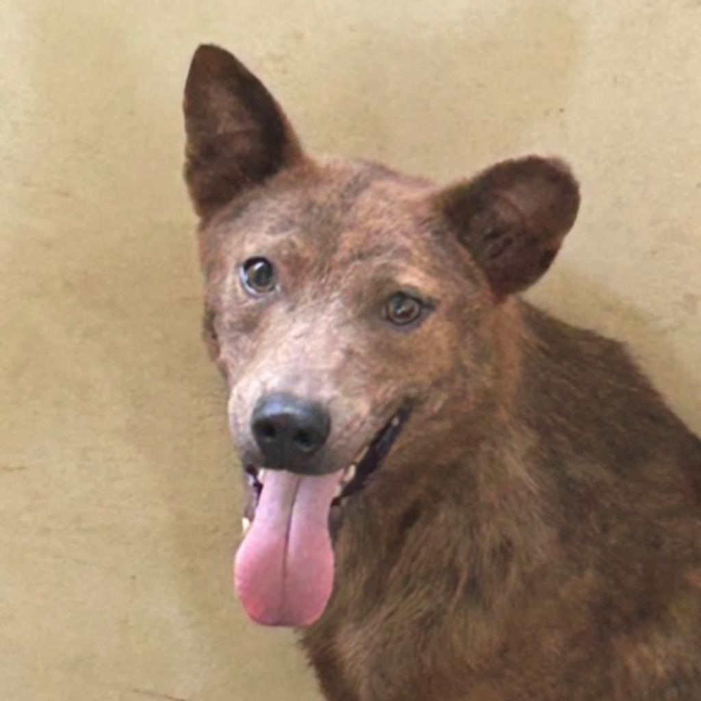 Photo of No. PAAAG1120202022, Adult · Male · Medium · Mixed breed