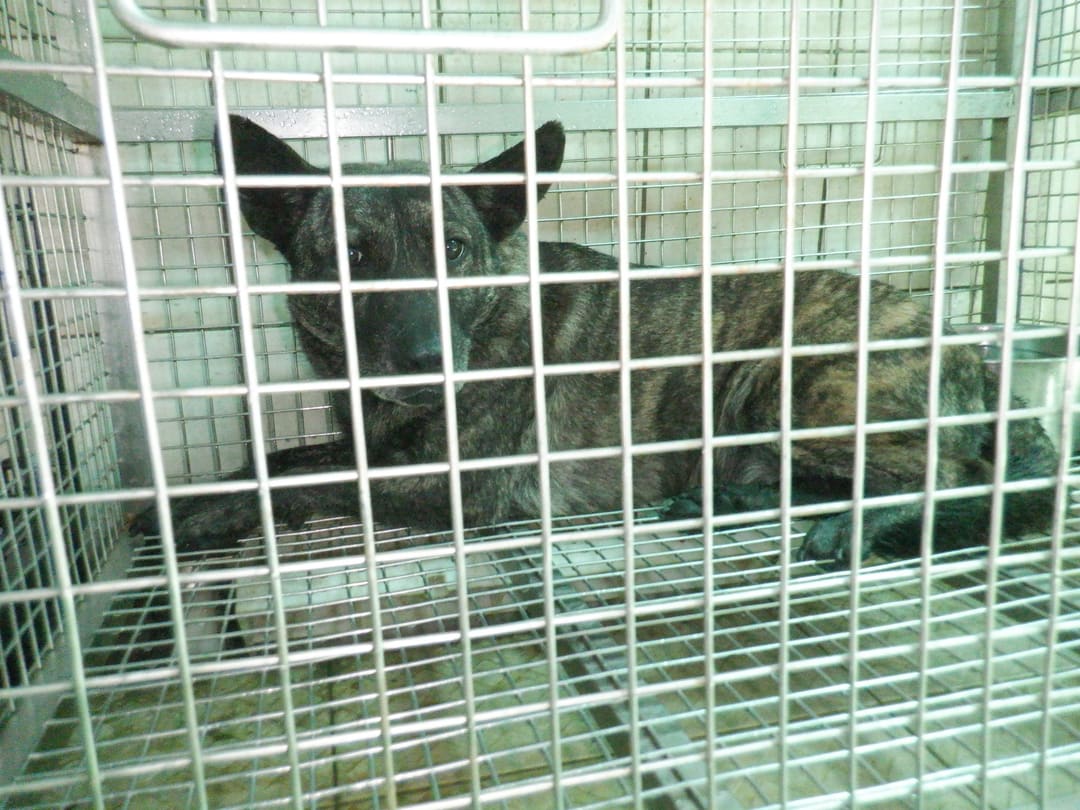 Photo of No. HAAAG1130827858, Adult · Female · Medium · Mixed breed