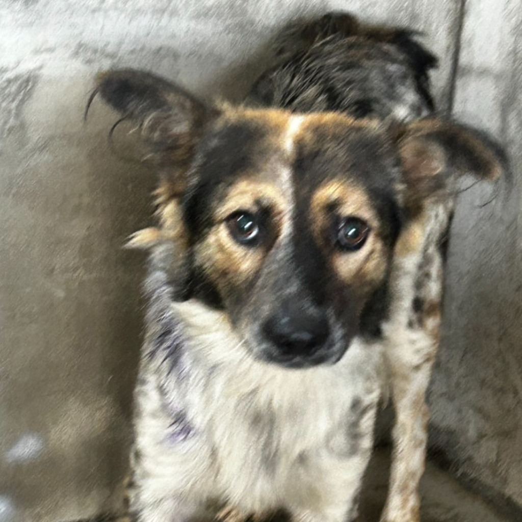 Photo of No. PAAAG1130828012, Adult · Male · Large · Mixed breed