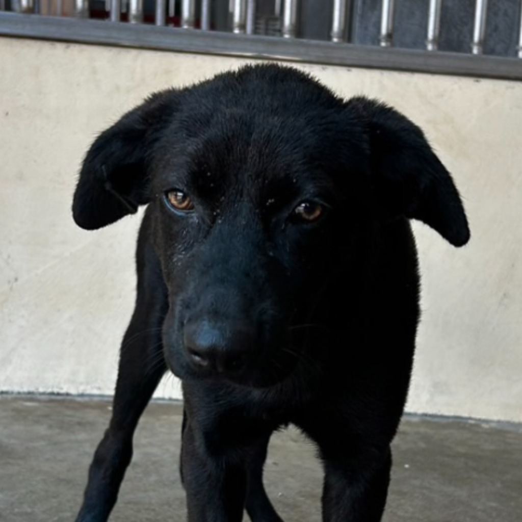 Photo of No. PAAAG1130828015, Adult · Male · Large · Mixed breed