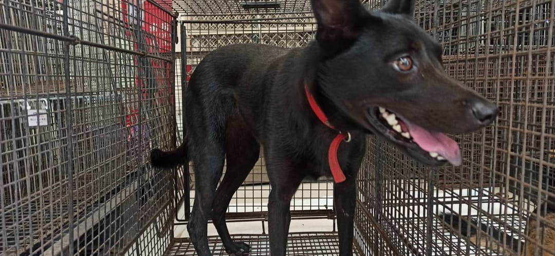 Photo of No. 1130826D01, Adult · Female · Medium · Mixed breed