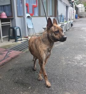 Tabby adult male mixed-breed dog, Medium, shelter no. …2801