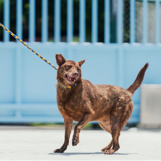 Photo of No. AAAIG1090814001, Adult · Female · Medium · Mixed breed