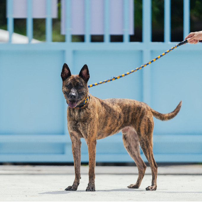 Photo of No. AAAIG1080619001, Adult · Male · Medium · Mixed breed