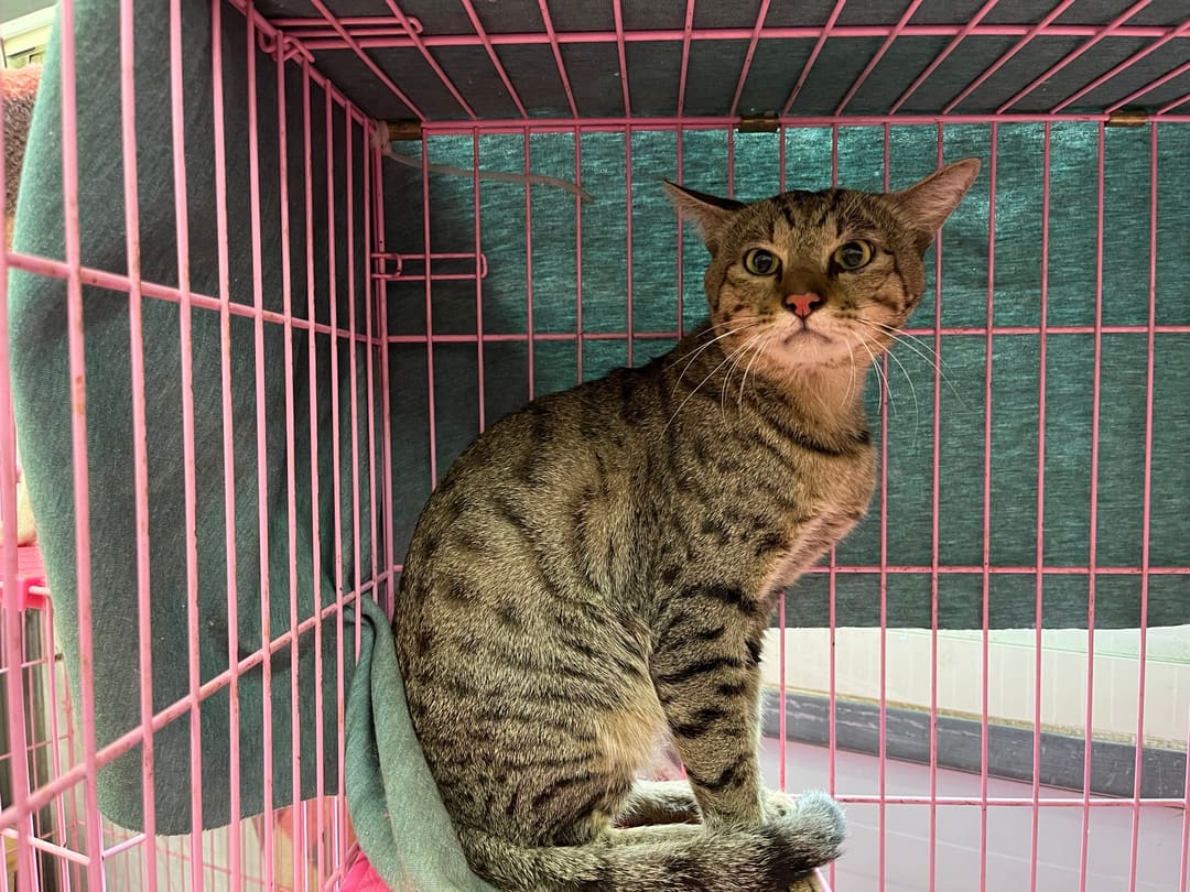 Photo of No. VAAAG113082901, Adult · Male · Medium · Mixed breed