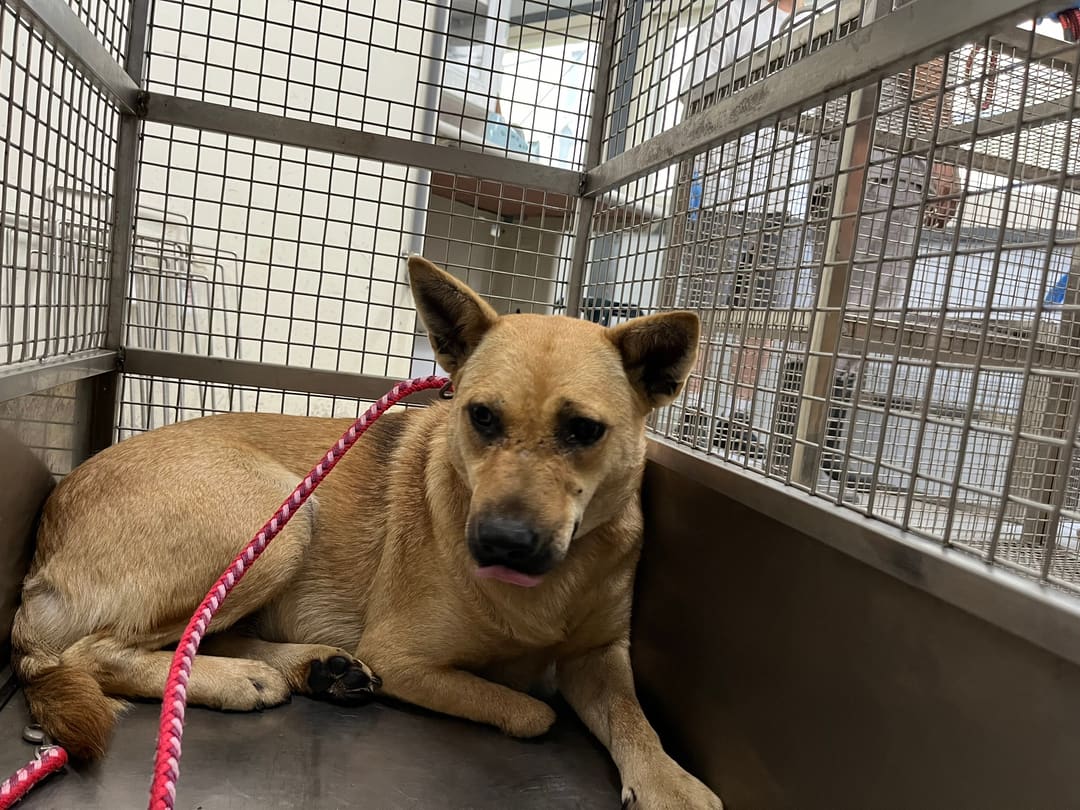 Photo of No. VAAAG113082903, Adult · Female · Medium · Mixed breed