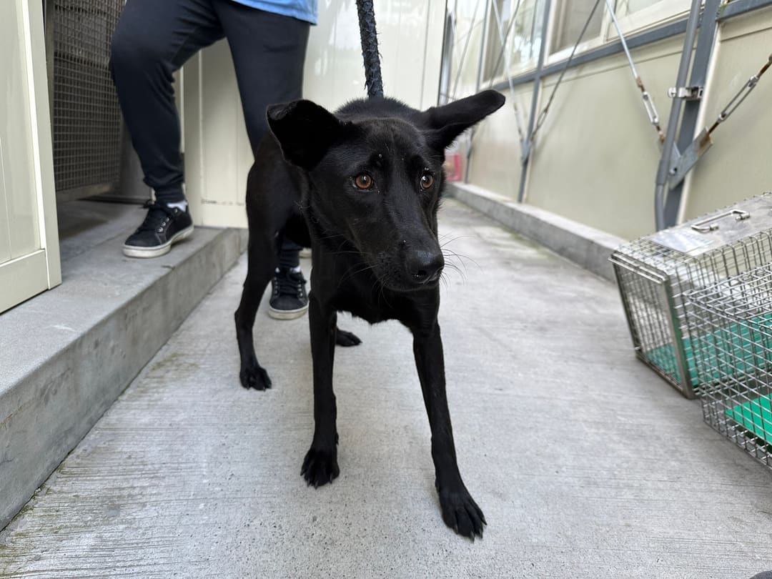 Photo of No. VAAAG113082905, Adult · Male · Medium · Mixed breed