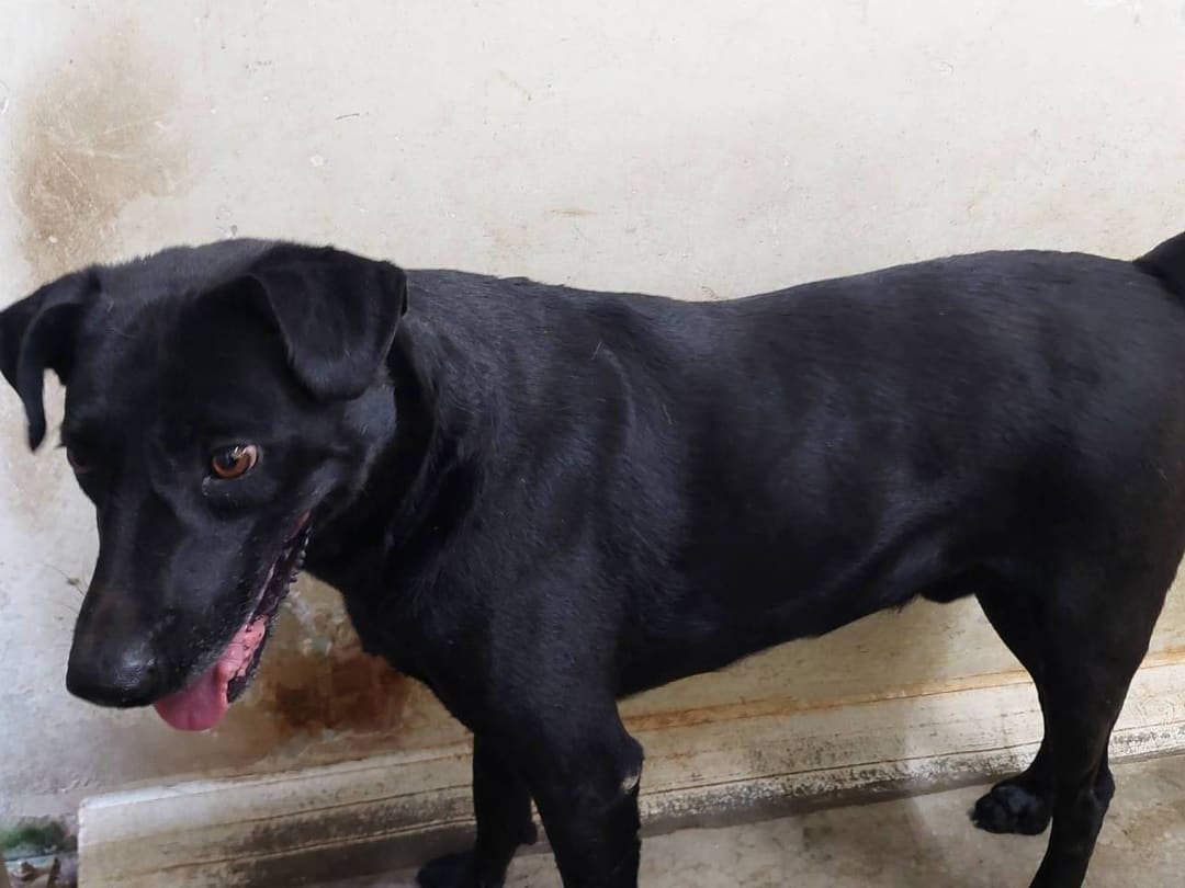 Photo of No. VAAAG113082908, Adult · Male · Medium · Mixed breed