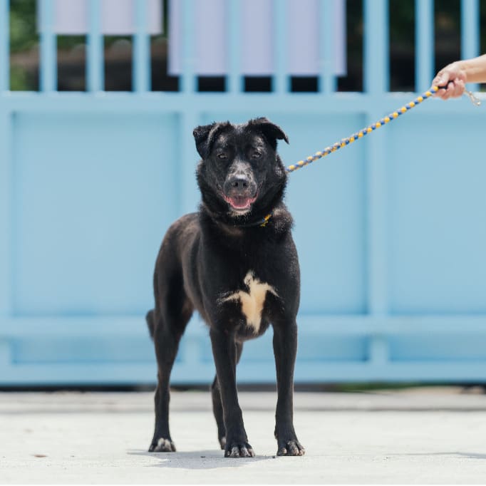 Black adult male mixed-breed dog, Medium, shelter no. …4001