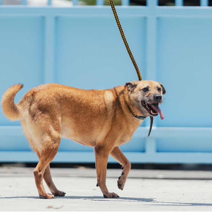 Photo of No. AAAIG1070606005, Adult · Male · Medium · Mixed breed