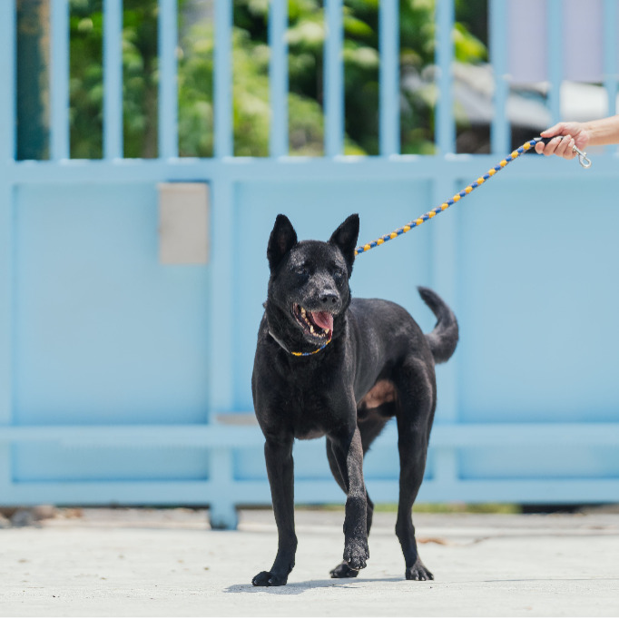 Photo of No. AAAIG1080528001, Adult · Male · Small · Mixed breed