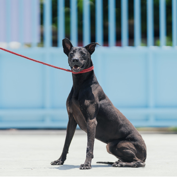 Photo of No. AAAIG1080226005, Adult · Female · Small · Mixed breed