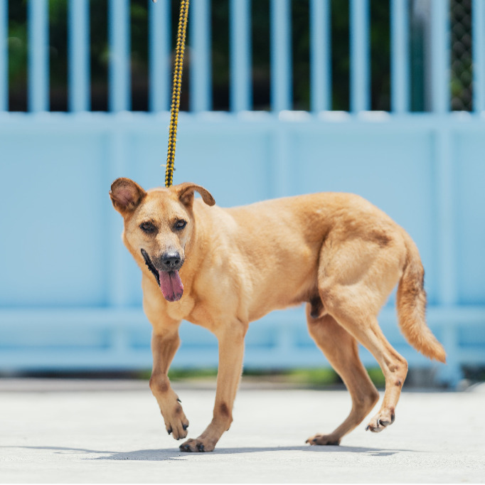 Photo of No. AAAIG1070827004, Adult · Male · Medium · Mixed breed