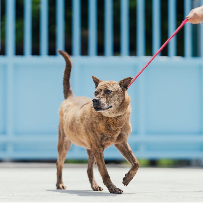 Photo of No. AAAIG1070905003, Adult · Male · Medium · Mixed breed