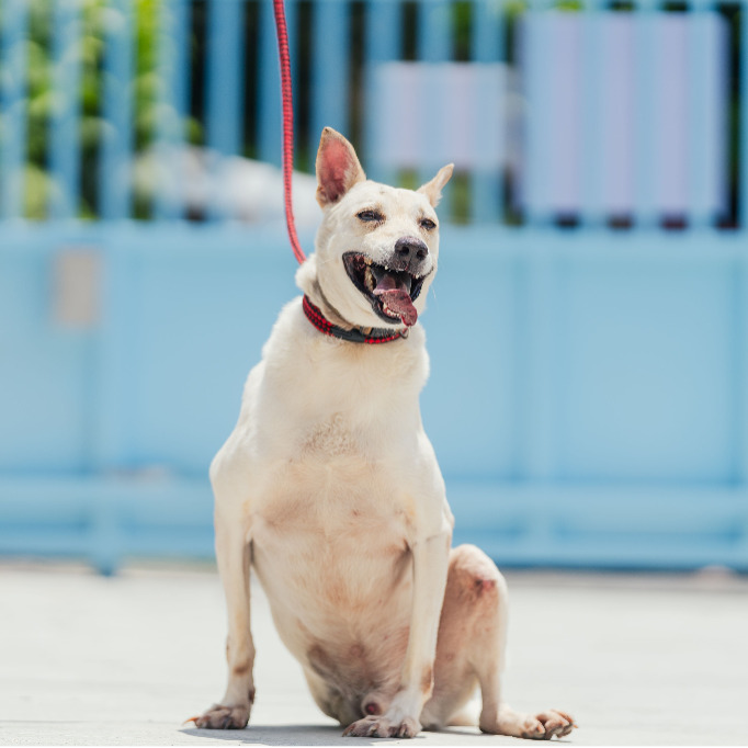 White adult male mixed-breed dog, Medium, shelter no. …2002