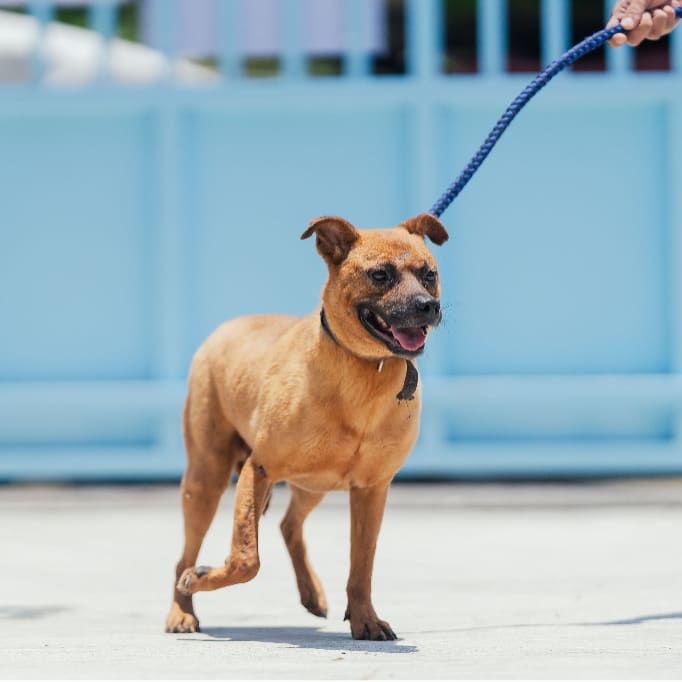 Photo of No. AAAIG1120803001, Adult · Male · Medium · Mixed breed