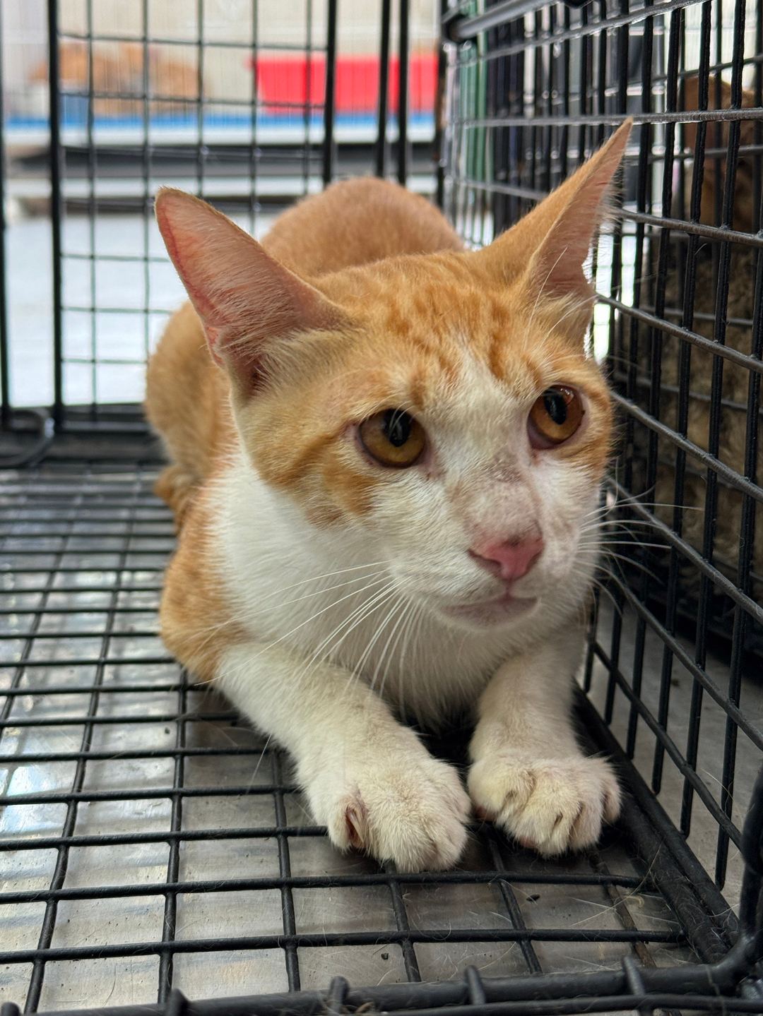 Photo of No. EAAAG1130830016, Adult · Male · Medium · Mixed breed