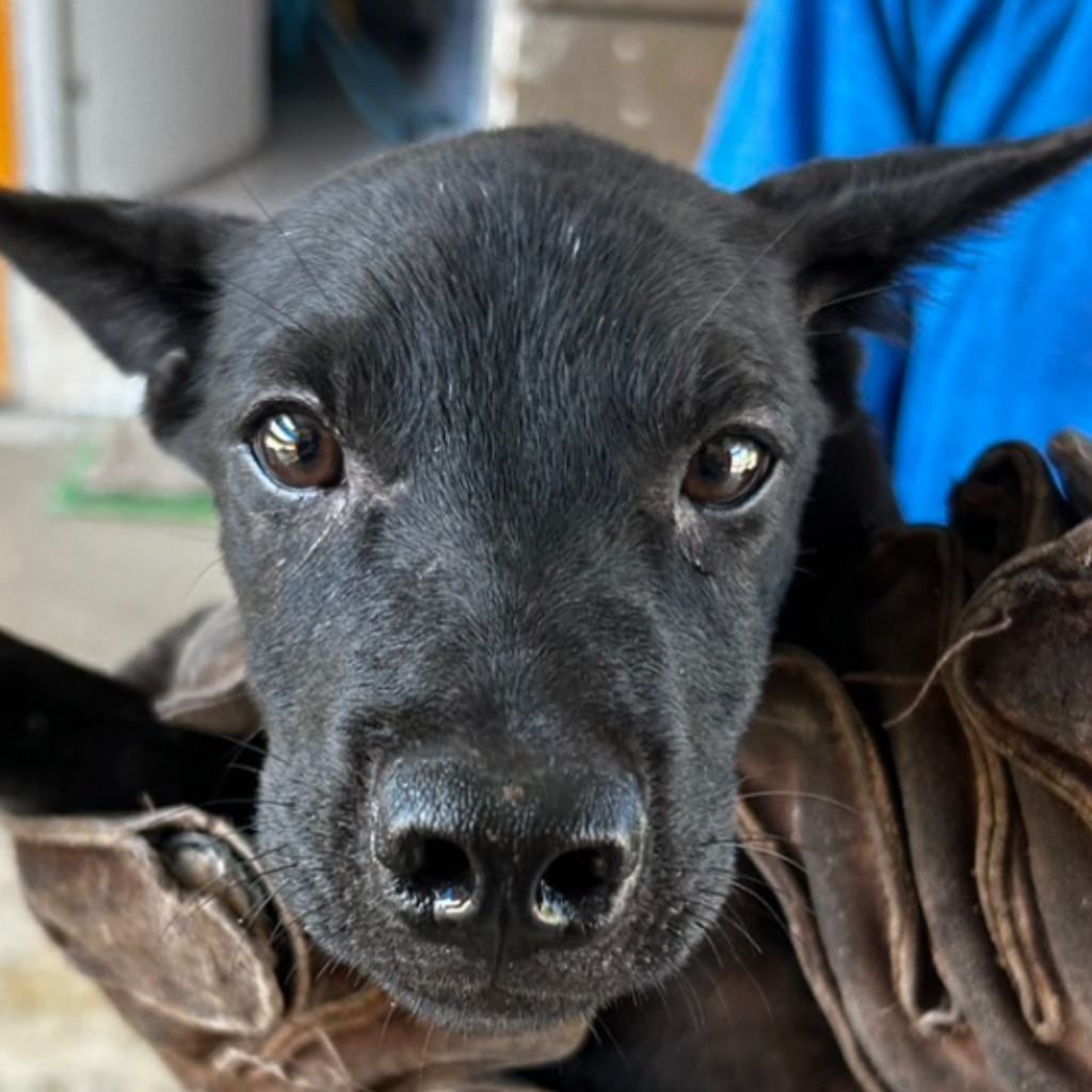 Photo of No. PAAAG1130829018, Young · Female · Medium · Mixed breed