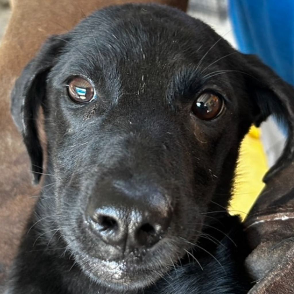Black young female mixed-breed dog, Medium, shelter no. …9019