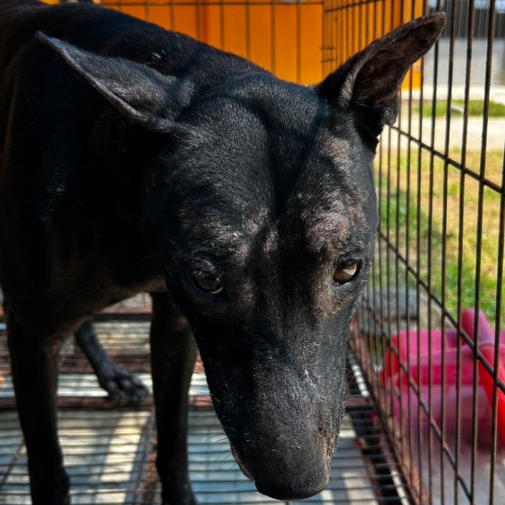 Photo of No. PAAAG1130829022, Adult · Male · Large · Mixed breed