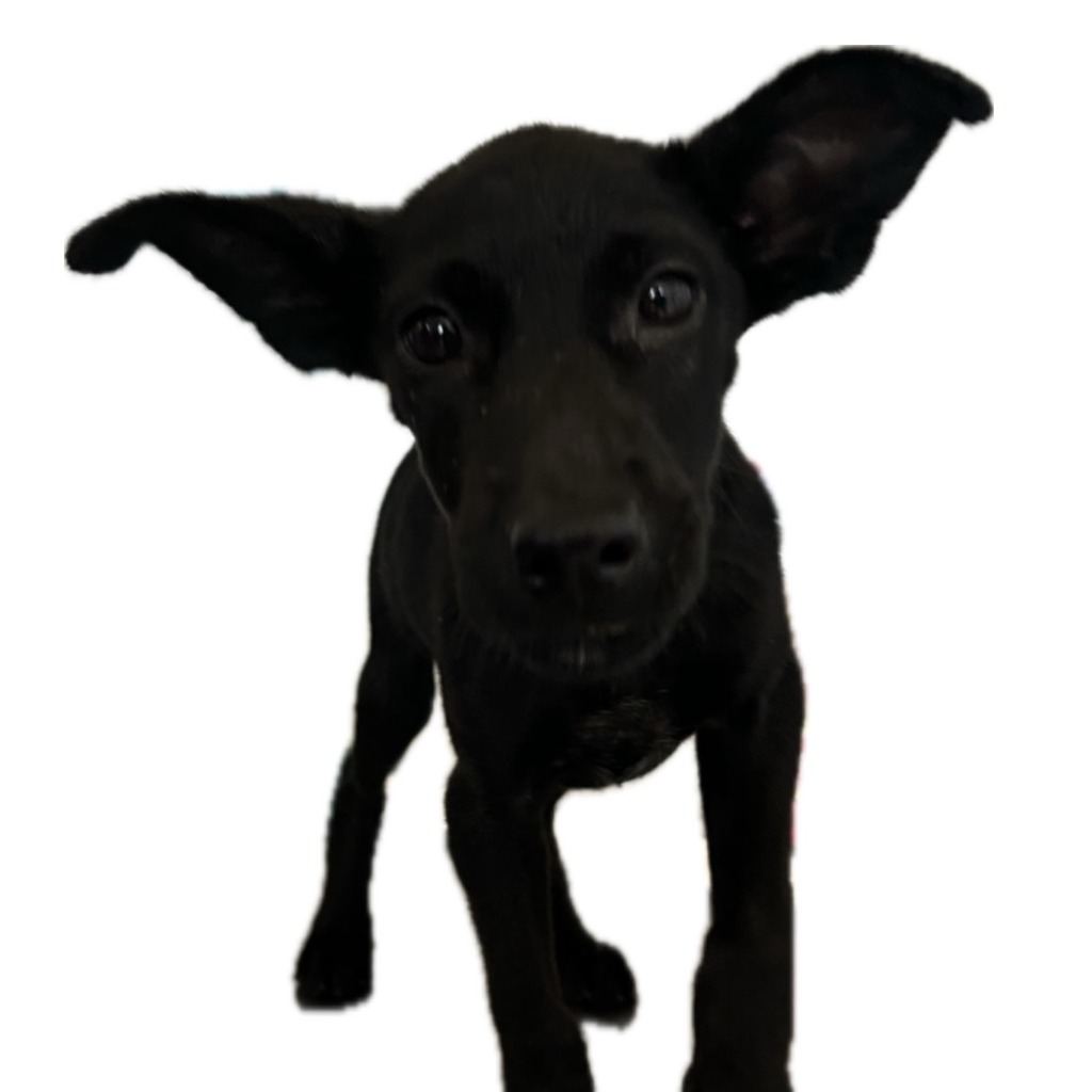Photo of No. PAAAG1130712003, Young · Female · Medium · Mixed breed